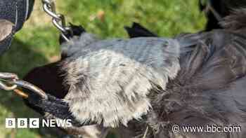 Goose with dog chain around neck rescued from canal