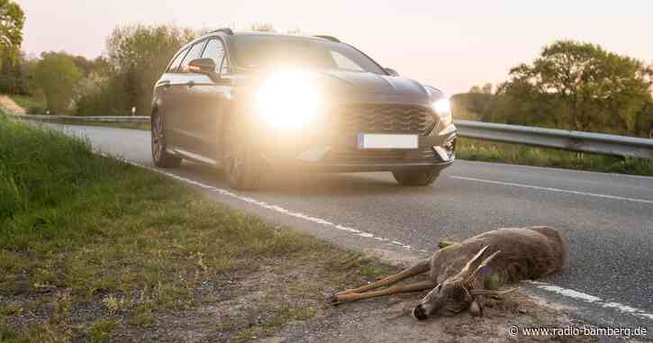 Nach Wildunfall: Reh mitgenommen