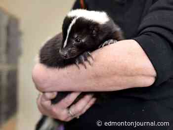 ‘Pretty simple animals’: Cold Lake hires trapper for free skunk removal