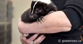 Alberta city hires trapper for free skunk removal