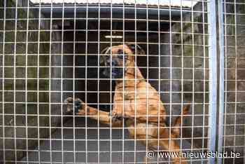 Politiezone Meetjesland Centrum stuurt ‘dierenflik’ op patrouille