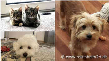 Zum Tag der süßen Katzenbabys und Hundewelpen: Das sind Eure goldigsten Fotos