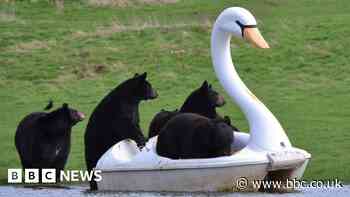 Bears take a ride on swan pedalo at safari park