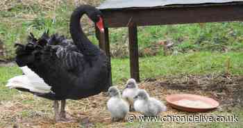 North East nature reserve welcomes black swan cygnets for third consecutive year