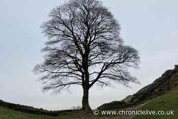 £12,000 pledged to National Trust for Sycamore Gap legacy projects