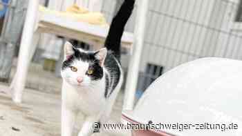 Tierheim Salzgitter: Wer bietet Kater Pinguin ein Zuhause?