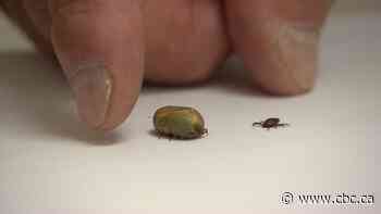 Tick season is here. Here's how to protect your pets