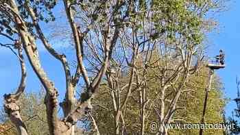 Potature ed eventi domenicali: come cambia la viabilità