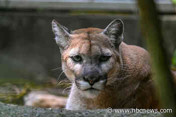 1 killed, 1 injured in mountain lion attack in Northern California