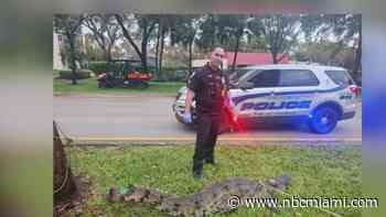 Huge crocodile takes a stroll through the City of Aventura before eventually being captured