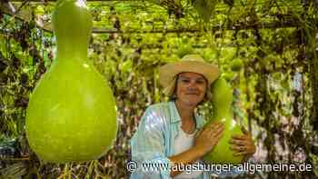 Jetzt wird die Kalebasse im Landkreis Landsberg angebaut