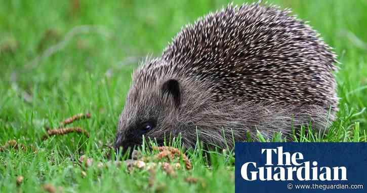 AI to track hedgehog populations in pioneering UK project