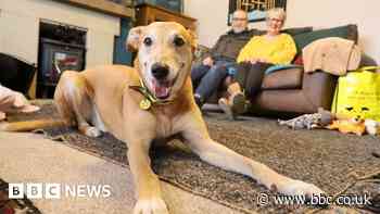 'Most unwanted' dog finds home after four years