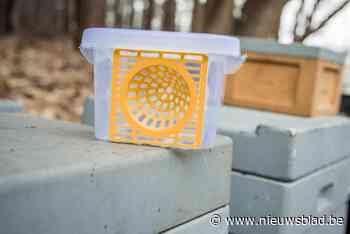 Vallen op strategische plaatsen en oproep aan imkers in strijd tegen Aziatische hoornaar