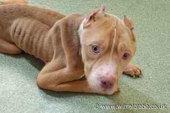 Starved puppy ‘too weak to stand’ dumped in Wirral park