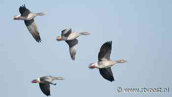 Hoe gaat Overijssel het aantal grauwe ganzen van 40.000 terugbrengen tot 14.000?