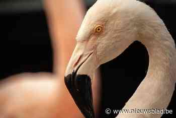 Opvallende verschijning in Zoo Antwerpen: witte flamingo