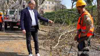 "A Roma non sono mai stati potati così tanti alberi"