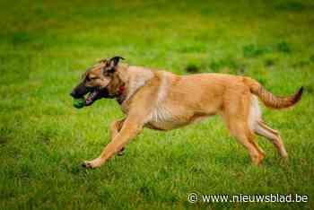 Twaalf baasjes beboet voor loslopen honden in natuurgebied op Linkeroever