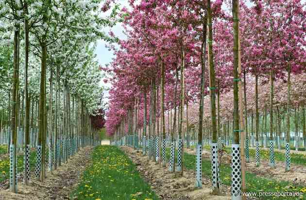 Gärtnerinnen und Gärtner aufgepasst: Woran erkennen Sie Qualität von Pflanzen und Gehölzen? Empfehlungen für Privatgärten sowie öffentliches Grün