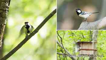 Is this nature's politest bird? Japanese tit uses wing movements to convey the message 'after you'