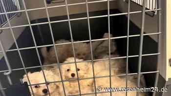 Bundespolizei rettet sechs Hundewelpen aus Transporter bei Freilassing