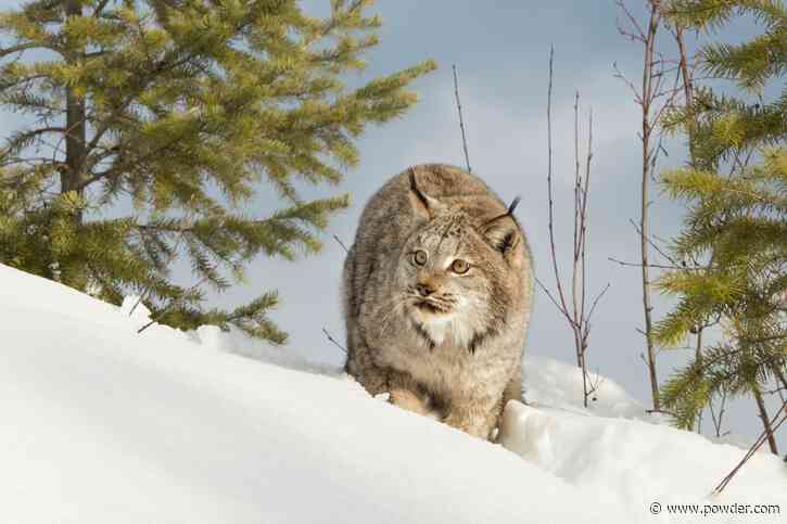 Skiers Experience Rare Lynx Encounter At Lake Louse Ski Resort
