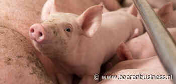 Biggenprijs haalt voet van gas in verhitte markt