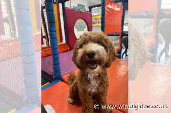 Soft play centre for dogs opens in Wirral