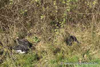 Mysterie in Heist: fietser vindt drie dode zwarte zwanen in berm