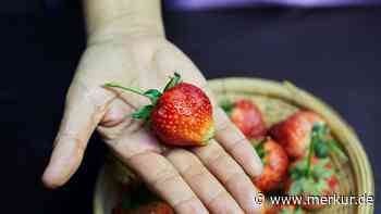 Gefahr im Früchtekorb: Hepatitis-Erreger in Import-Erdbeeren entdeckt