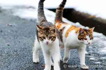 Nieuw subsidiereglement neemt financiële drempel om kat te laten steriliseren weg