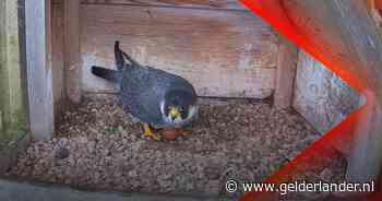 Slechtvalk legt ei op 82 meter hoogte in Eusebiuskerk • Het gaat slecht met de Vennen • Weer geparkeerde auto in brand