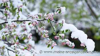 Unerwarteter Frost im Frühling – fünf Tipps retten die Pflanzen