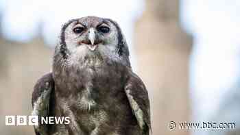 Ernie the owl retiring after 30 years at castle