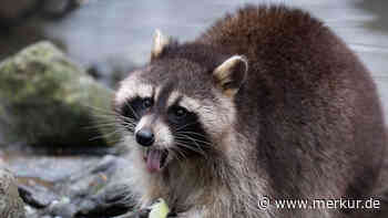 „Plage“ an der Grenze: Schweiz fürchtet Waschbär-Invasion aus Deutschland