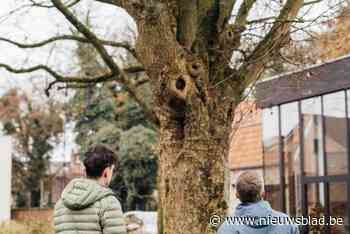 Stad Peer helpt particulieren bij behoud van 162 waardevolle bomen