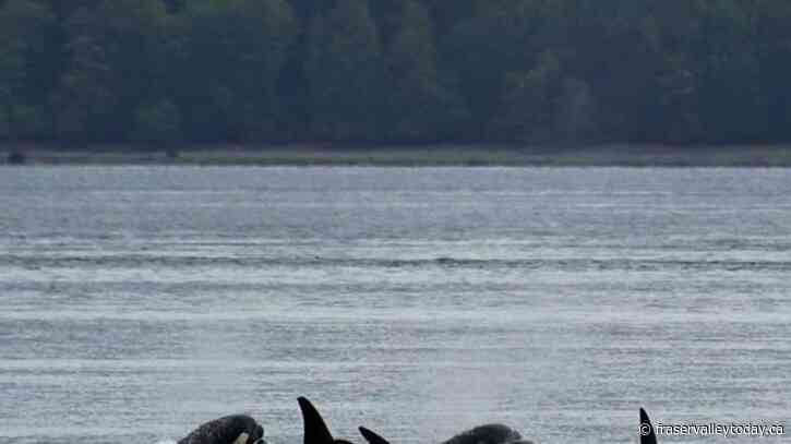 Time of essence amid efforts to reunite orphaned B.C. orca calf with its pod