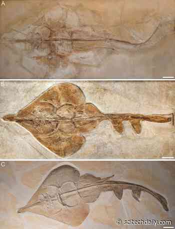 Aellopobatis bavarica: Scientists Discover New 150 Million-Year-Old Species of Rays