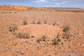 The “Death Zone” – Decoding the Secrets of the Namib Desert’s Fairy Circles