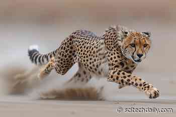 The “Sweet Spot” Size Theory – Scientists Discover Secret to Cheetahs’ Unrivaled Speed