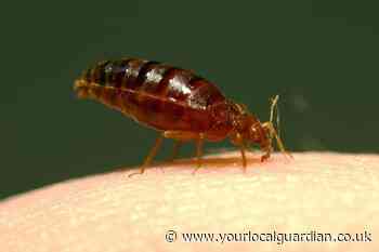 Bed bugs in UK hotels to reach worst levels yet in 2024