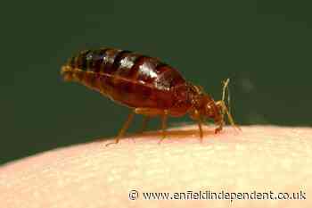 Bed bugs in UK hotels to reach worst levels yet in 2024