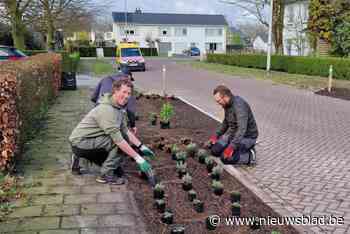 Buurtbewoners vergroenen mee hun Sparrebosstraat