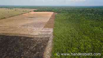 Studie: Greenpeace wirft deutschen Banken vor, Waldzerstörung zu finanzieren