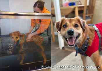 East Lancs rescue dog undergoes life-changing water therapy