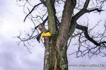 Vanaf 1 april betaal je in Mechelen 250 euro taks wanneer je gekapte hoogstam niet kan compenseren
