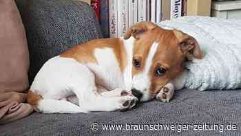 Kolumne „Angesagt“ – Ein eigener Hund? Ich glaube nicht daran