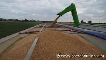 Prijs is de bottleneck voor Nederlandse baktarwe