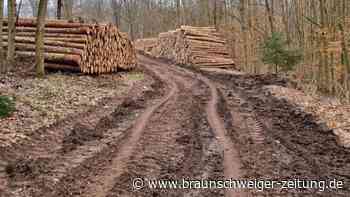 Kahlschlag im Südharz: Darum wurden die Bäume gefällt